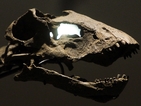 Откриха редки останки от динозавър в Канада