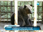 Мечките в русенския зоопарк живеят в неподходящи условия