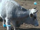 Животновъди протестират срещу избиването на добитъка заради шарка
