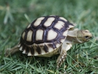 Конфискуваха 120 защитени костенурки, предназначени за продан