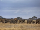 Сто слона бяха отровени от бракониери в Зимбабве