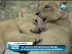 Три лъвчета ще бъдат кръстени чрез онлайн допитване