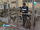 Приютът за бездомни кучета в Горни Богров може да затвори