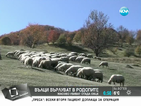 Вълци нападат стада в Родопите, изяждат и обезщетенията на стопаните