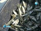Професия рибар – застрашена заради замърсеното Черно море