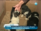 Раздават безплатни кучета-пазачи на животновъди в Смолян