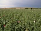 Афганистан достигна нов рекорд по засети полета с опиумен мак