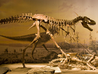 Продават вкаменелости на биещи се динозаври
