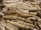 В щата Колорадо унищожиха 6 тона предмети от слонова кост