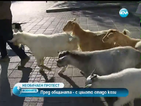 Мъж изкара стадо кози в центъра на Пловдив в знак на протест