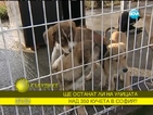 Затварят приюта за кучета в Долни Богров