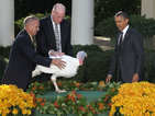 Обама помилва две пуйки за Деня на благодарността