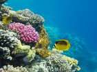 Коралите могат да лекува фрактури