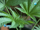 В Уругвай ще легализират марихуаната