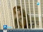 Иран изпрати втора маймуна в Космоса