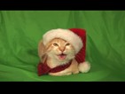Jingle Cats с нов коледен албум