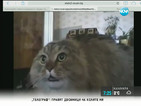 "Моята новина": Най-забавната котка