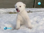 Новородено бяло мече стъпи на сняг за първи път