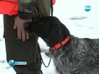 14 кучета се включиха в състезание по лов край Кърджали