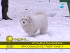 Нови случаи на отровени кучета в “Лозенец”