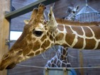 Умъртвяване на млад и здрав жираф предизвика обществено недоволство в Дания