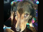 Прокуратурата в Бургас се самосезира за запаленото живо куче
