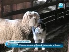 Кучета пазят добитък от мечки и вълци