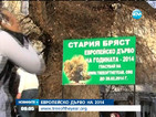 Търси се европейското дърво на 2014