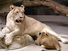 Зоопаркът в Копенхаген уби четири здрави лъва
