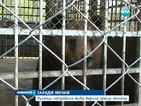 Драма при опита за преместването на две мечките от Русе в Добрич
