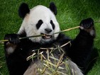 Мъжка панда постави секс рекорд