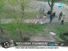 "Моята новина": Кучета превзеха детска площадка