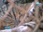 Четири сибирски тигърчета се родиха в китайски зоопарк