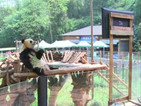 Панда преодолява мъката с телевизор и люлка