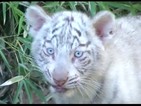 Аржентински зоопарк представи три бели тигърчета