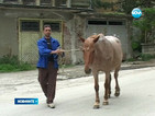 Полицията в Златарица на кон - старата кола се счупила