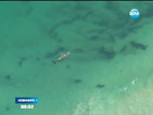 Затвориха плажове в Австралия заради огромна акула