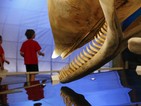 Изложба "Китове: Гигантите от дълбините"