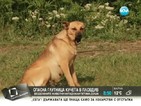 Опасна глутница кучета нападна петима в Пловдив