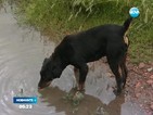 Българи спасяват животни в наводнените райони в Сърбия