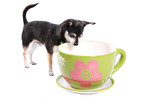 Британци създадоха чай за кучета