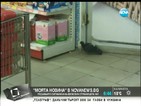 „Моята новина”: Болни гълъби се разхождат в магазин