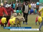 Овце играха мач преди Световното по футбол