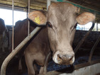 Ветеринари: Заразено месо може да попадне на трапезата ни