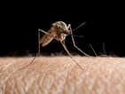 Генномодифицирани комари борят маларията