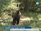 Мъж попадна в болница след среща с мечки