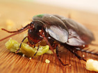 Китайка гледа 100 000 хлебарки в дома си