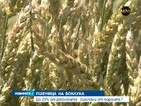 До 25% от реколтата от пшеница е съсипана от пороите