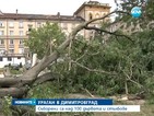 Ураган в Димитровград събори над 100 дървета и стълбове