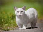 Най-малката котка в света е висока 10 сантиметра